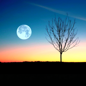 The Moon and The Outline of a Small Tree