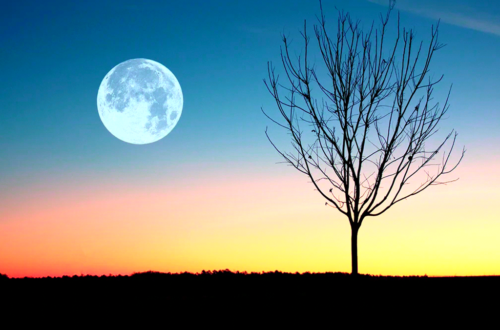 The Moon and The Outline of a Small Tree