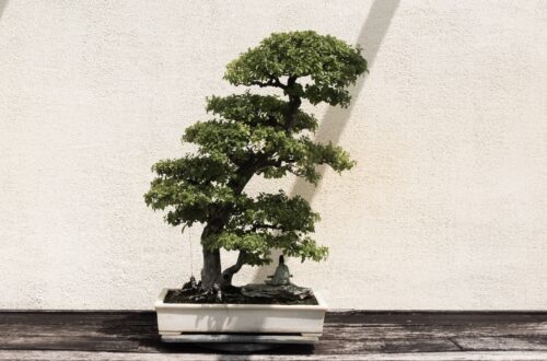 A Bonsai Tree