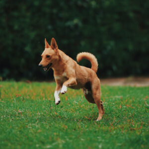 A large dog bounding in the countryside