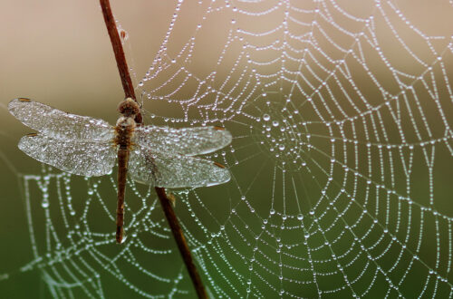 Dew Drops on a Spider's Web