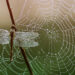 Dew Drops on a Spider's Web