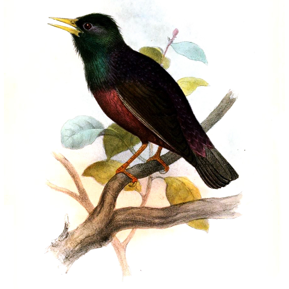 A common starling