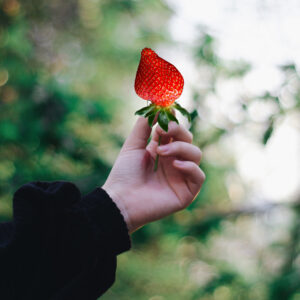 A hand holding a domestically grown strawberry.
