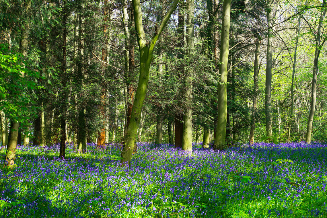 A bluebell wood
