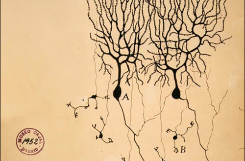 Pigeon Neurons