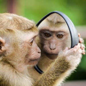 A monkey fascinated with their reflection.