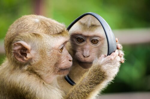 A monkey fascinated with their reflection.